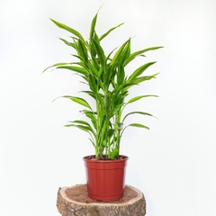 Dracaena Sanderiana - comprar online
