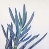 Senecio mandraliscae - comprar online