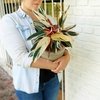 ꕤ Match ꕤ Maceta Cilindro grande + Calathea Stromhante Triostar
