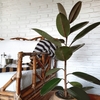 Ficus Elastica o Gomero