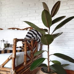 Ficus Elastica o Gomero