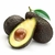 Palta torre xkg
