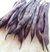Semillas de Chaucha Violeta - comprar online