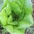 Semillas de Lechuga Little Gem