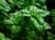 Plantónes agroecológica tamaño mediano