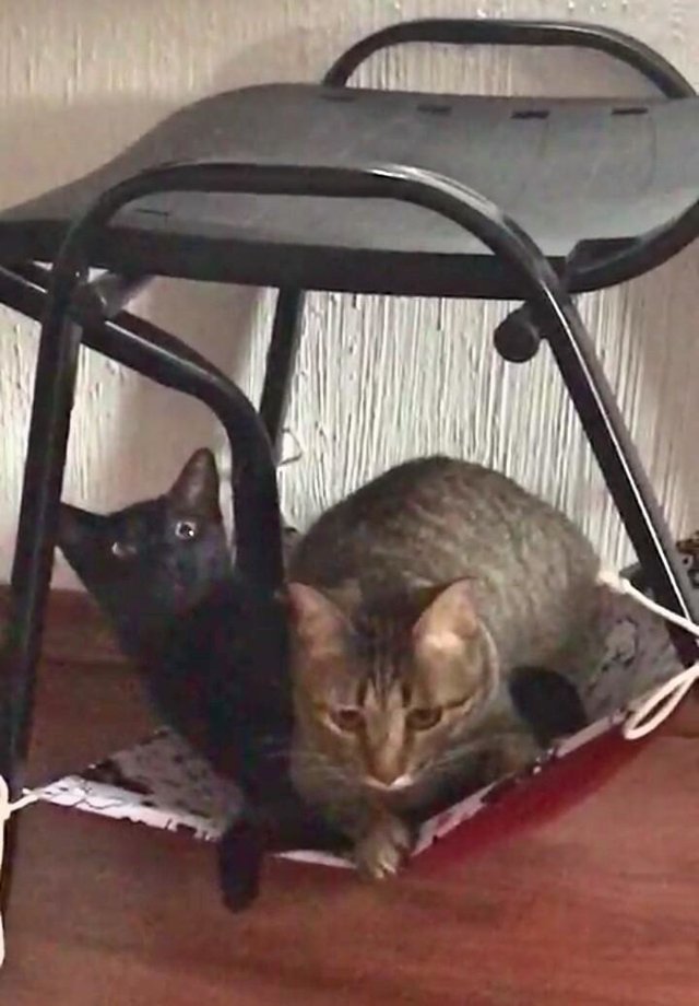 Imagem do Rede para Gatos Love Cats Cinza/Vinho