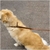 Correa Collar Sybill Camel Medium - MAPS PETS HOME