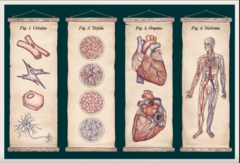 Anatomicum - comprar online