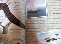 Pteranodonte, gigante del cielo - comprar online