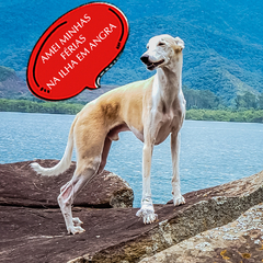 Banner for category Greyhound clothing