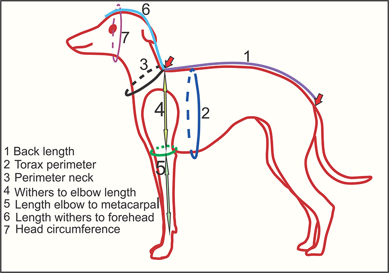 How to measure a dog