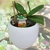 Sapinho, irrigador, pedra d'água, regador, vasos, planta, orquideaterapia. waterstone, waterring plant spike, Orquideaterapia, vasos orquideaterapia