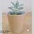 Vaso Babs Pastel D8 A8 - Decora Suculentas - comprar online