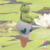 Sapinho, irrigador, pedra d'água, regador, vasos, planta, orquideaterapia. waterstone, waterring plant spike