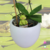 Sapinho, irrigador, pedra d'água, regador, vasos, planta, orquideaterapia. waterstone, waterring plant spike