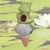 Sapinho, irrigador, pedra d'água, regador, vasos, planta, orquideaterapia. waterstone, waterring plant spike