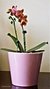 Vaso cachepô de cerâmica holandesa rosa orquideaterapia
