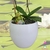 Sapinho, irrigador, pedra d'água, regador, vasos, planta, orquideaterapia. waterstone, waterring plant spike