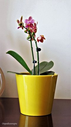Vaso cachepô de cerâmica holandesa amarelo orquideaterapia