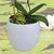 Sapinho, irrigador, pedra d'água, regador, vasos, planta, orquideaterapia. waterstone, waterring plant spike, Orquideaterapia, vasos orquideaterapia