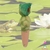 Sapinho, irrigador, pedra d'água, regador, vasos, planta, orquideaterapia. waterstone, waterring plant spike, Orquideaterapia, vasos orquideaterapia
