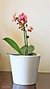 Vaso cachepô de cerâmica holandesa branco orquideaterapia