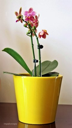 Vaso cachepô de cerâmica holandesa amarelo orquideaterapia