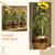 vaso-cachepô-cerâmica-lorance-ouro-d15-a13-orquideaterapia