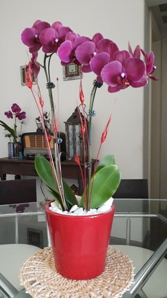 Vaso cachepô de cerâmica holandesa genoa vermelho orquideaterapia