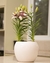 vaso cachepô cerâmica lorance branco d21 a18 orquideaterapia