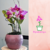 vaso-cachepô-cerâmica-lorance-rosa-d19-a15-orquideaterapia