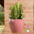 vaso-cachepô-cerâmica-lorance-rosa-d19-a15-orquideaterapia