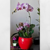 vaso-cachepô-cerâmica-lorance-vermelho-d19-a15-orquideaterapia