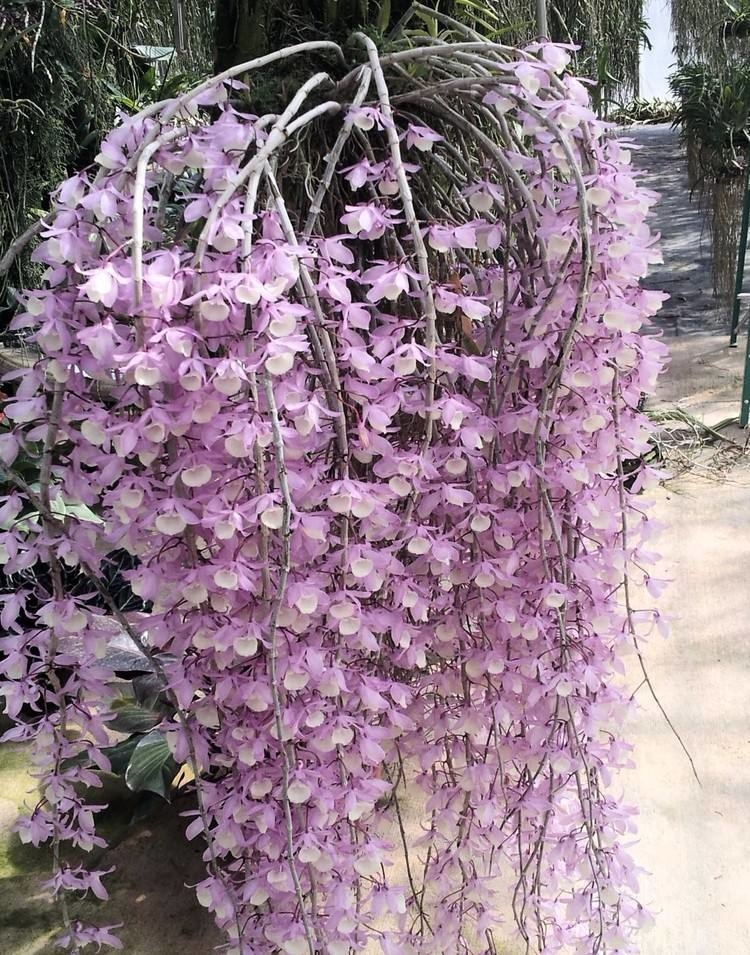 Dendrobium pierardii - Orquidário Bona Flora