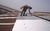 ¡Galvanizar nunca fue tan fácil! Convertech Aerosol para Galvanizar 425 CC - comprar online