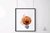 LUNA COBRE en internet