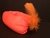 Turbante Fluo con Pluma - Event Point