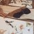 Individuales Pack Colibri (x2)