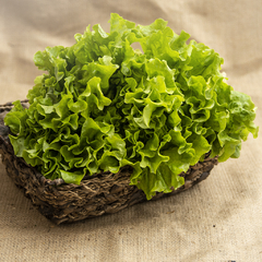 Lechuga crespa "Agroecológica"