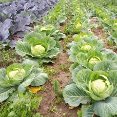 Repollo Blanco Agroecológico - comprar online