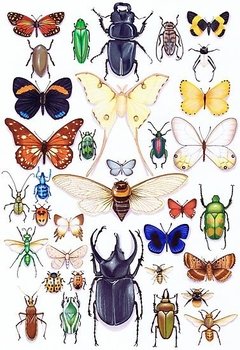 Museo vivo de los insectos - Ponsatti Libros