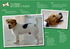Cómo cuidar a tu cachorro en internet