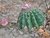 Desierto de la Tatacoa y Termales - tienda online