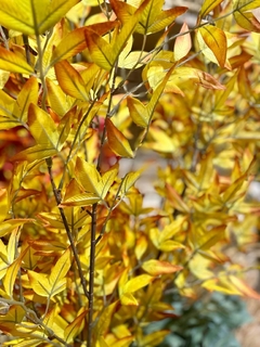 Ramas otoño en internet