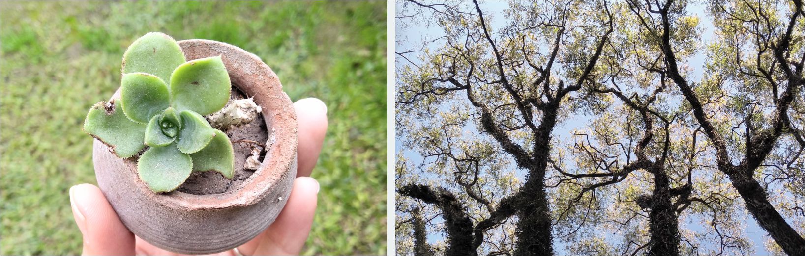 Mini maceta de suculenta y árboles vistos desde abajo