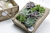 Caja Cuadro Suculentas (23x27) - comprar online