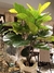 Ficus Pandurata L 83 cm en internet