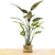 BIRD OF PARADISE M