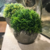 Bonsai Green S