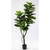 Ficus pandurata XL